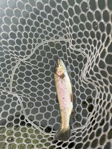 ニジマスの釣果