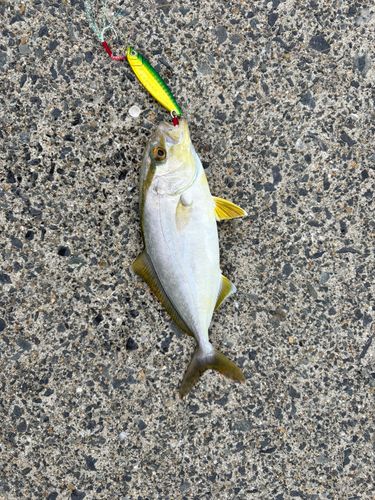 ショッコの釣果