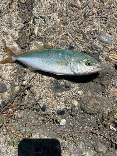 フクラギの釣果