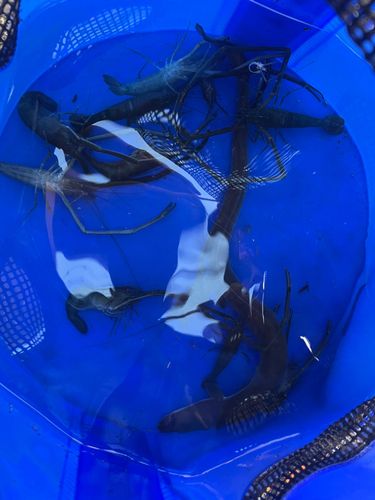 ウナギの釣果