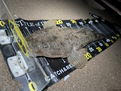マゴチの釣果
