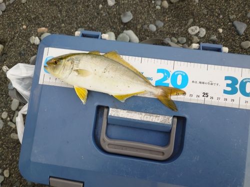 ショゴの釣果