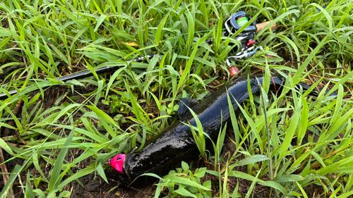 ライギョの釣果