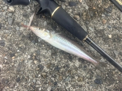 キスの釣果