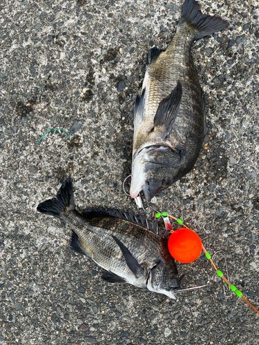 クロダイの釣果