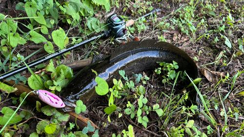 ライギョの釣果