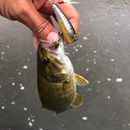 スモールマウスバス