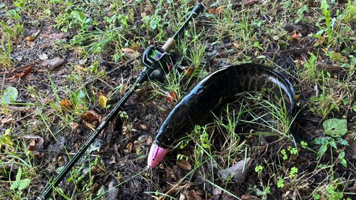 ライギョの釣果