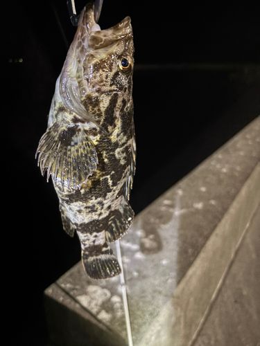 ベッコウゾイの釣果