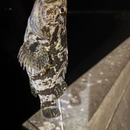 ベッコウゾイ