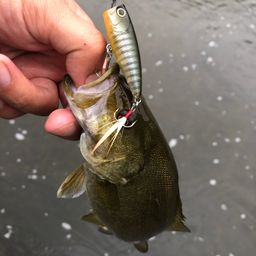 スモールマウスバス