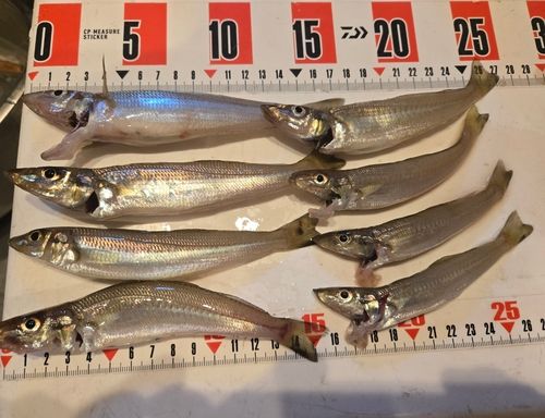 シロギスの釣果