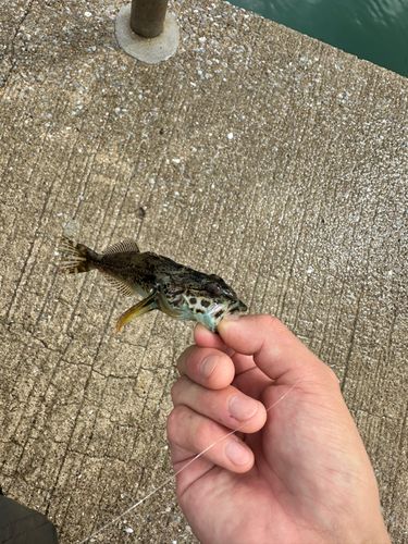 アナハゼの釣果