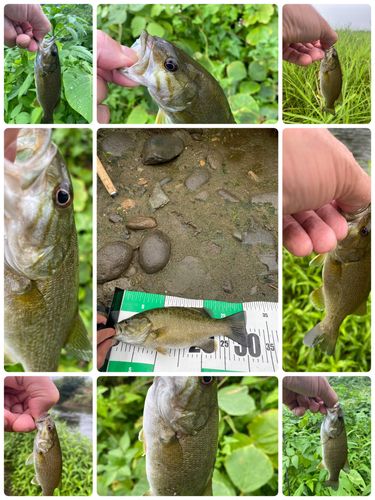 スモールマウスバスの釣果