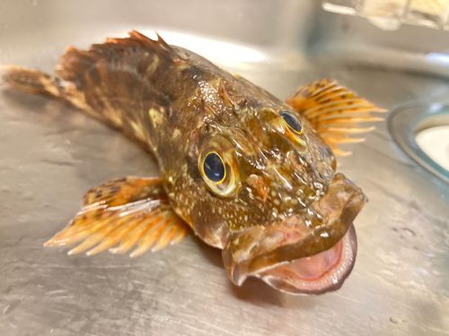 アラカブの釣果