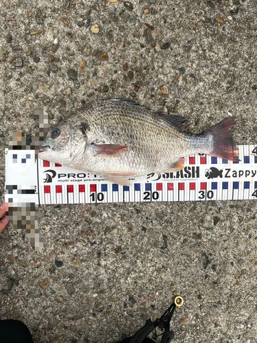 チヌの釣果