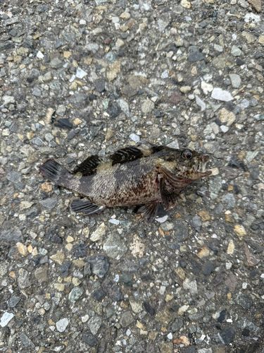 クロソイの釣果