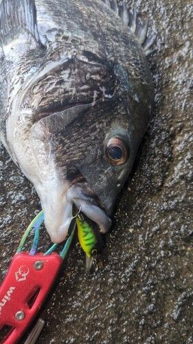 チヌの釣果