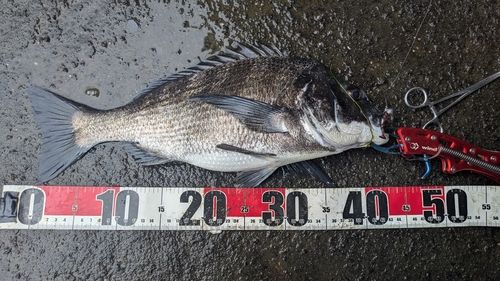 チヌの釣果