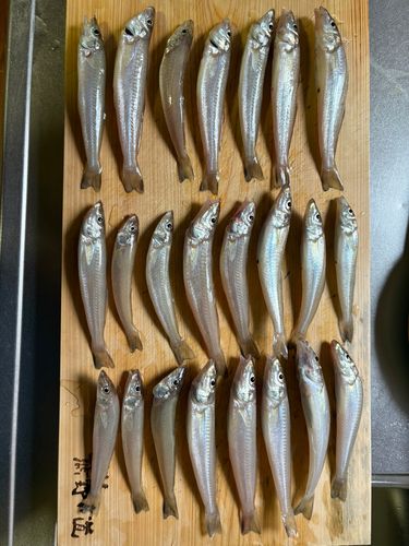 キスの釣果