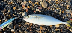 フクラギの釣果