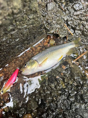 カワムツの釣果
