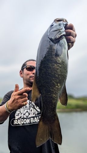 スモールマウスバスの釣果