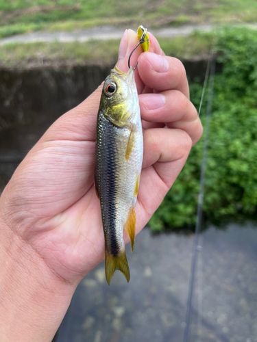 カワムツの釣果