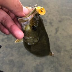 スモールマウスバス