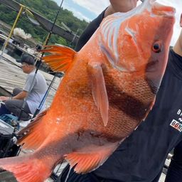マダイ