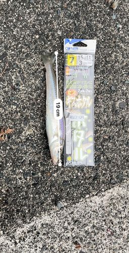 キスの釣果