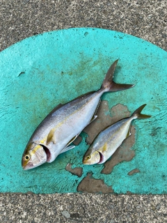 カンパチの釣果