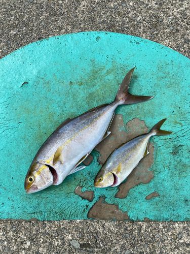 カンパチの釣果