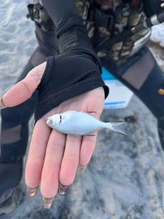 コバンアジの釣果