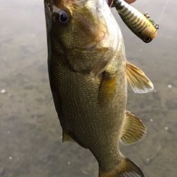 スモールマウスバス