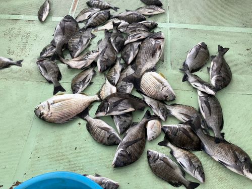 チヌの釣果