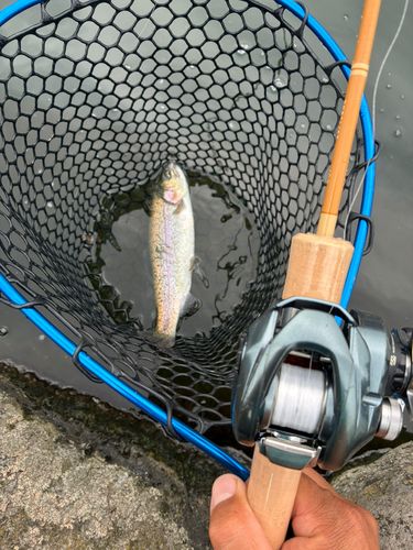 トラウトの釣果