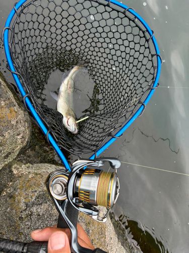 トラウトの釣果