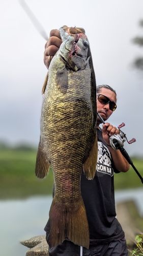 スモールマウスバスの釣果