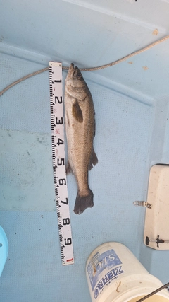 スズキの釣果