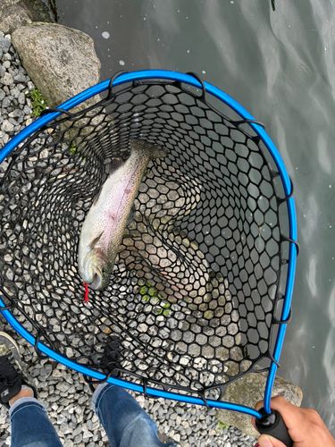 トラウトの釣果