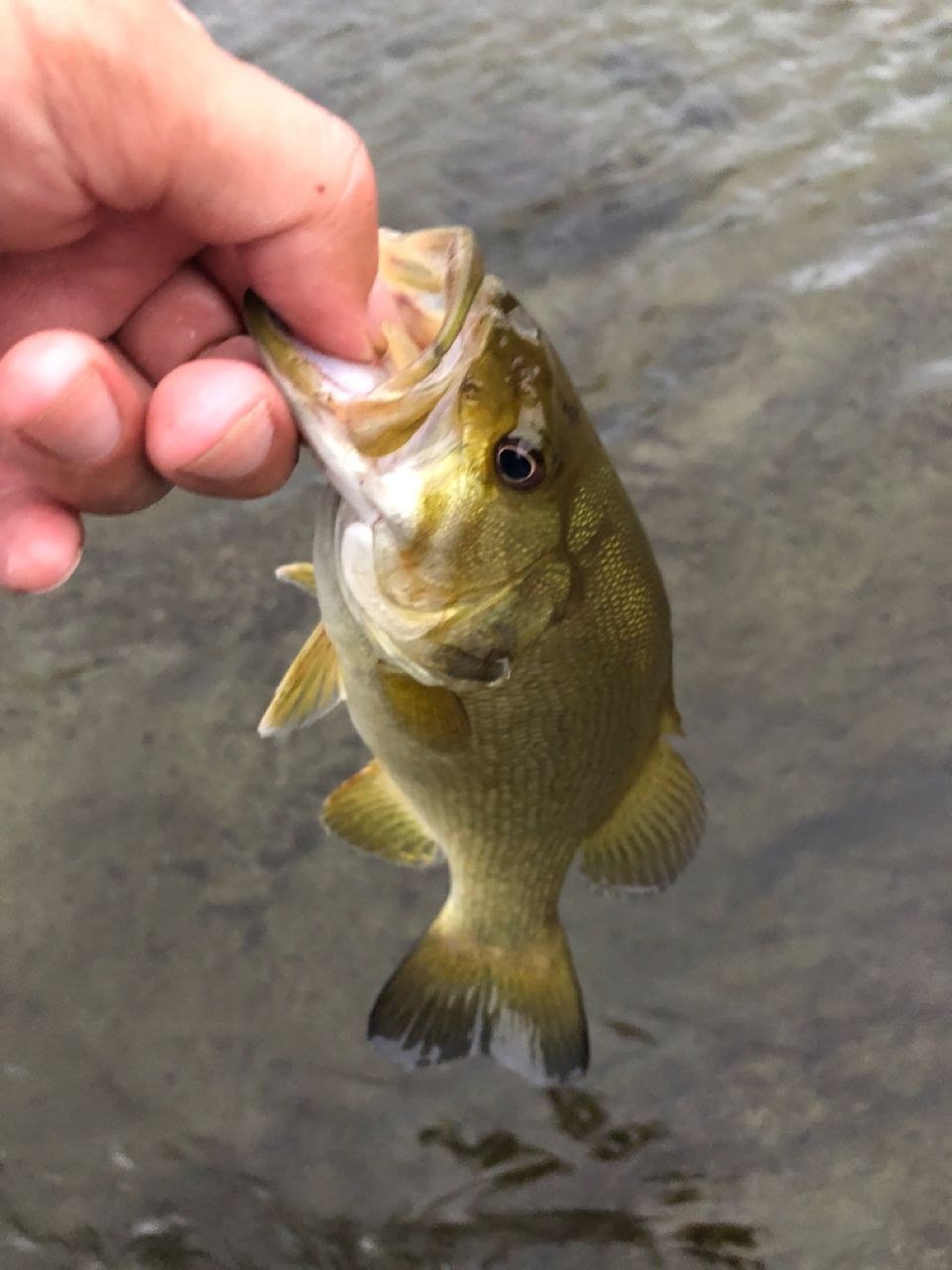 スモールマウスバス