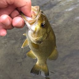 スモールマウスバス