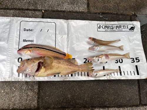 クロソイの釣果