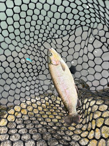 トラウトの釣果