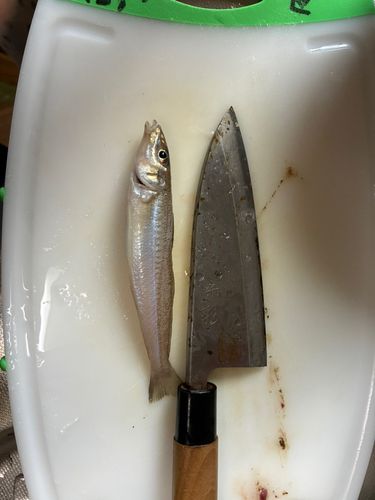 シロギスの釣果