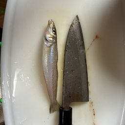 シロギス