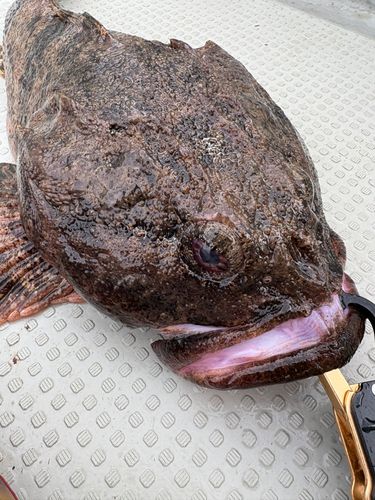 ギスカジカの釣果