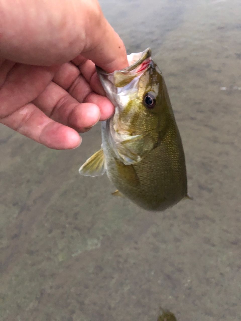 スモールマウスバス