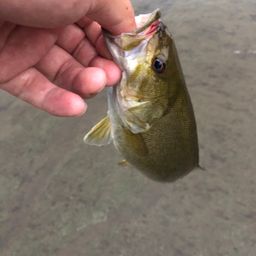 スモールマウスバス